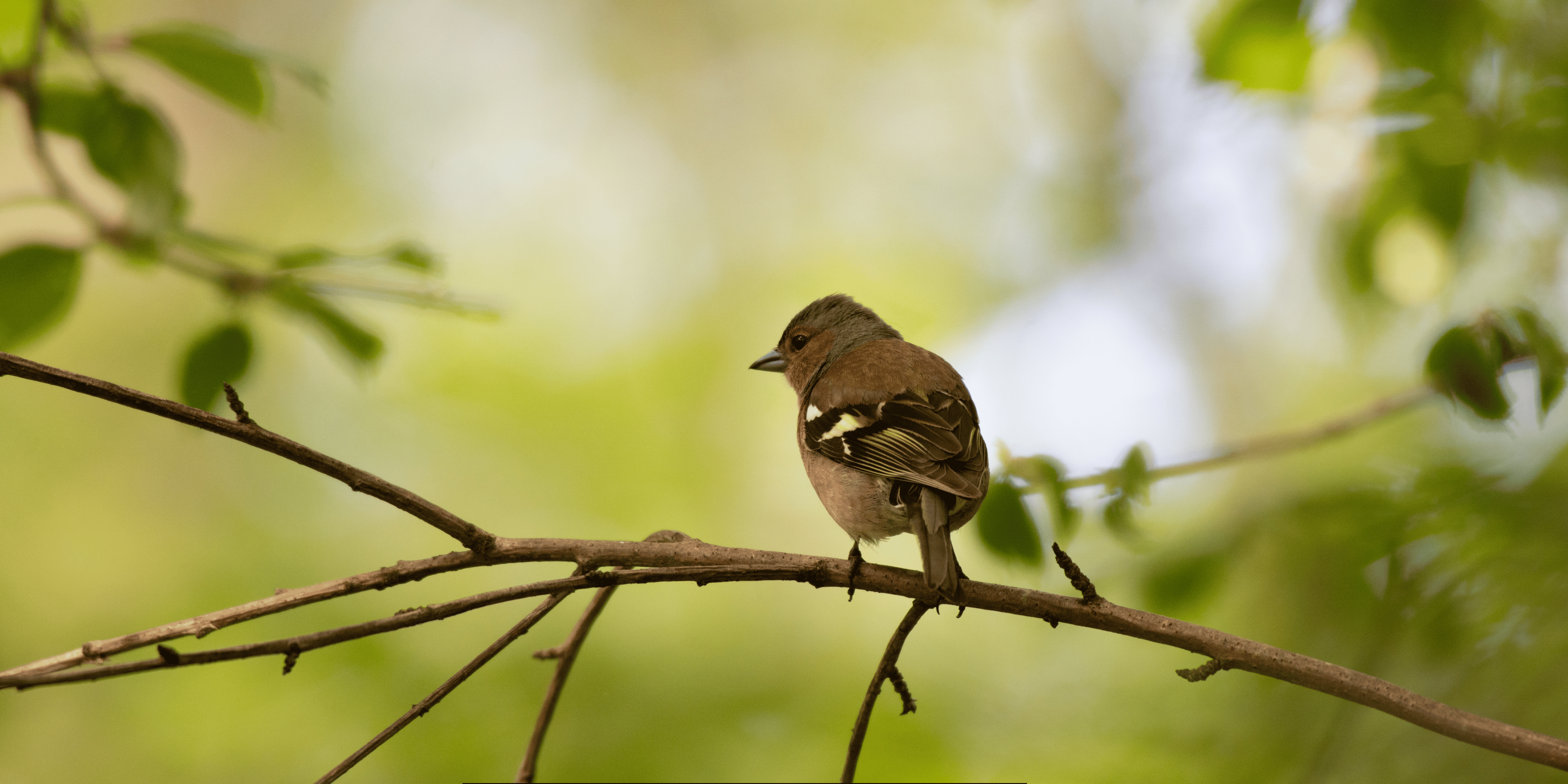 Bird Watching