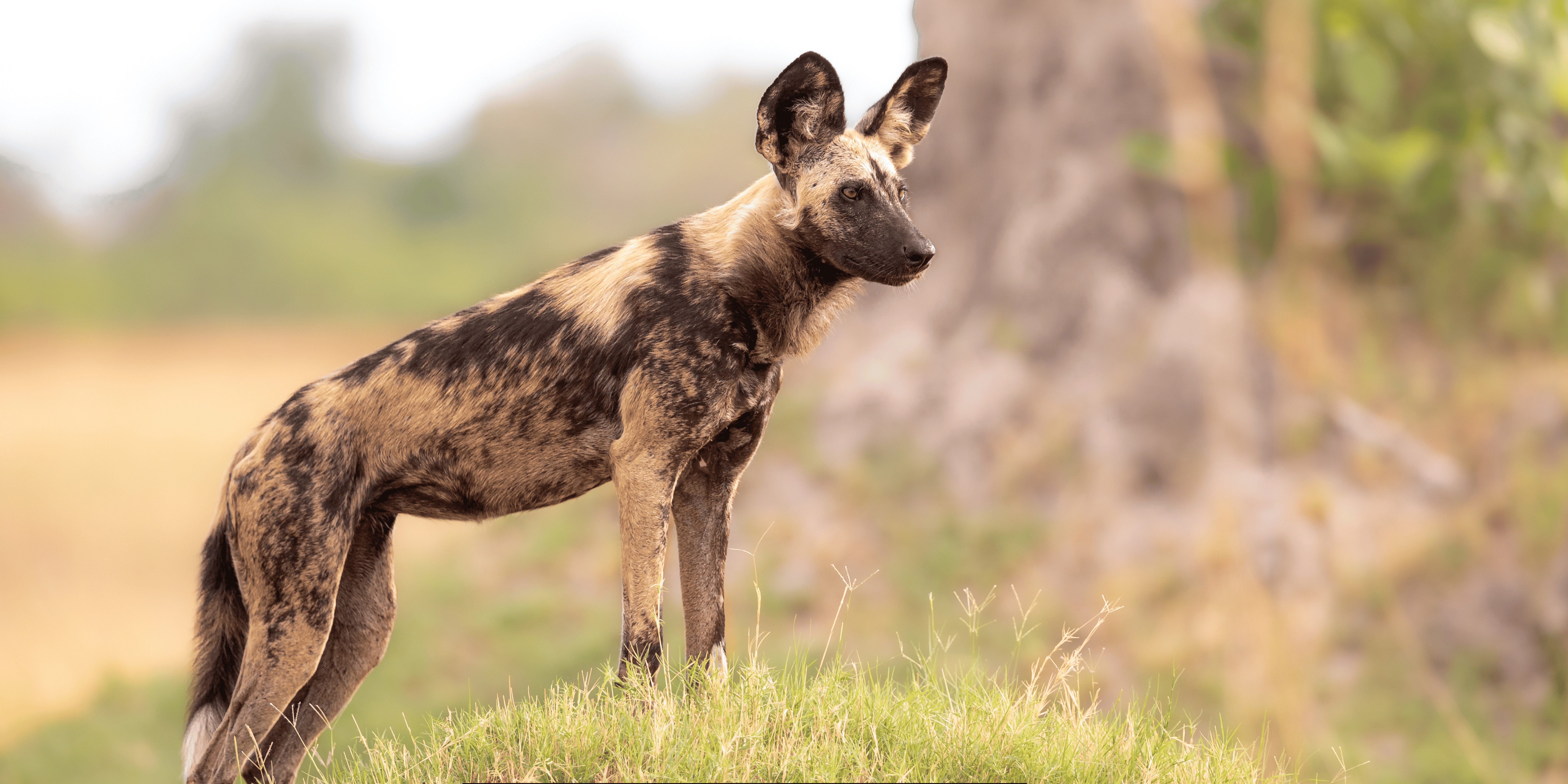 Dogs Masai Mara National Reserve