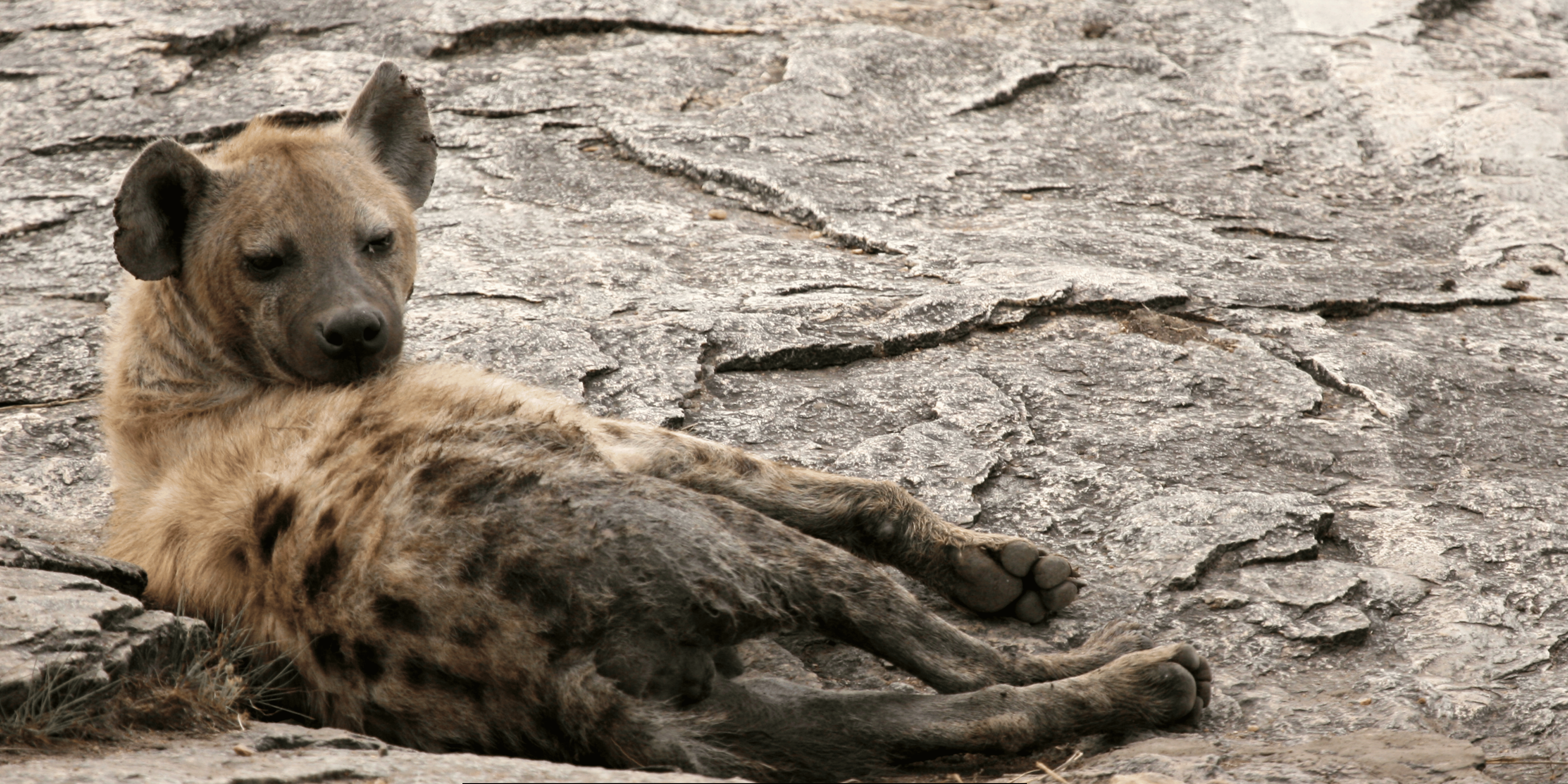 Dogs in Tsavo East National Park