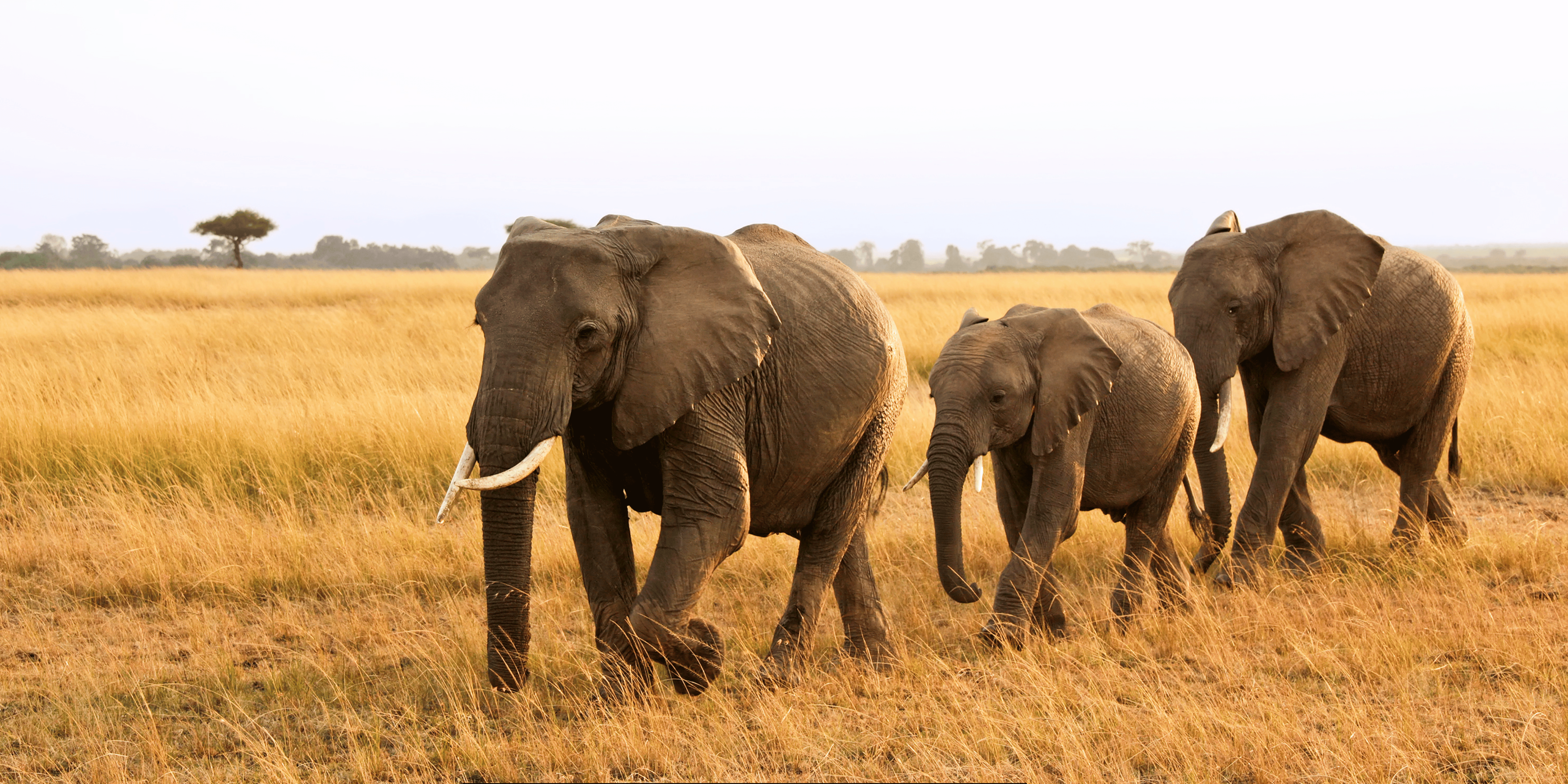 Elephants