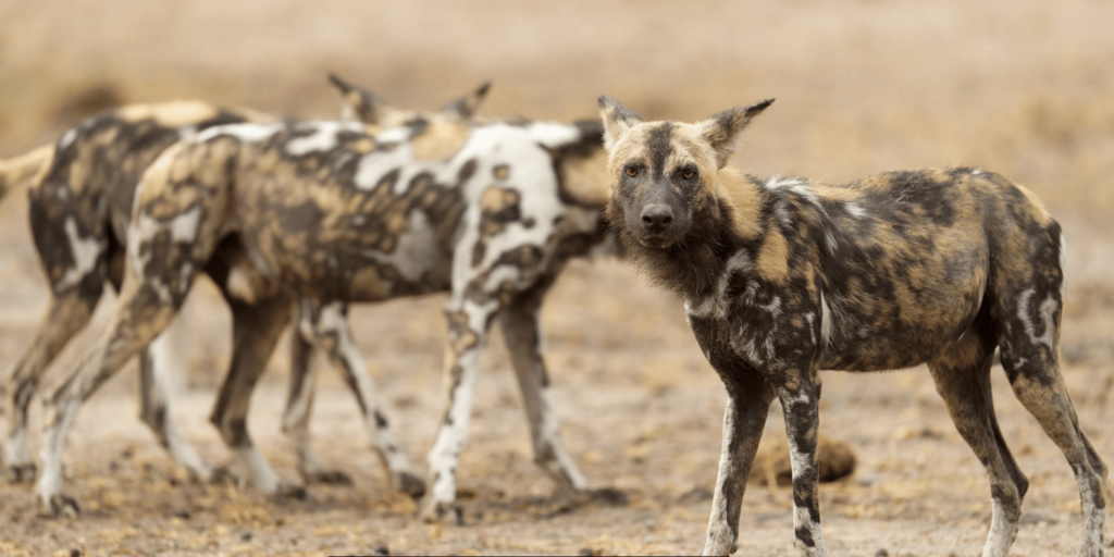 Winging Dogs in Kenya