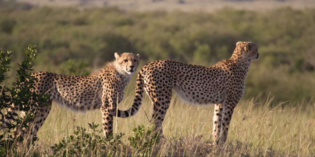 Masai Mara National Reserve