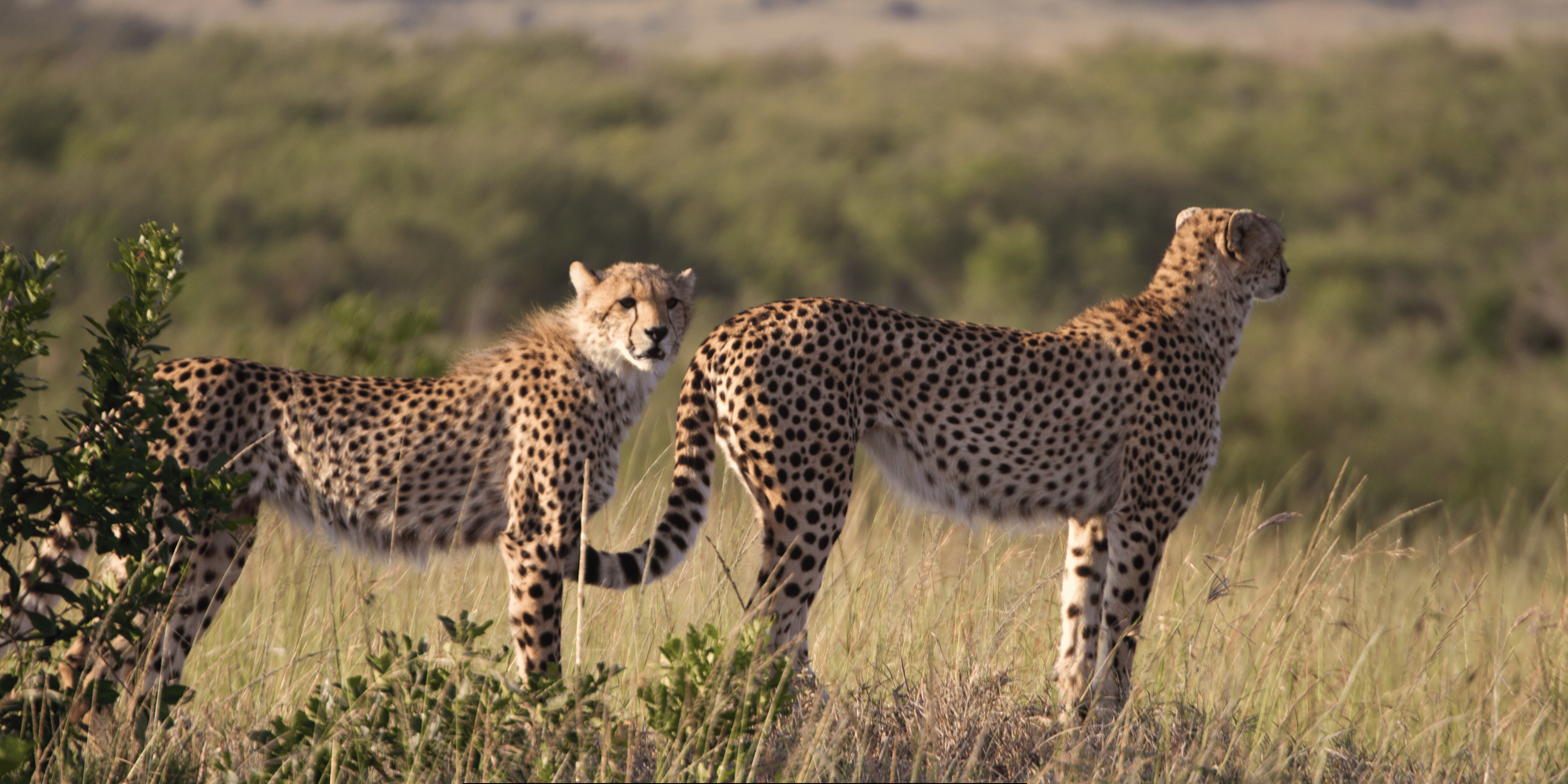 Masai Mara National Reserve