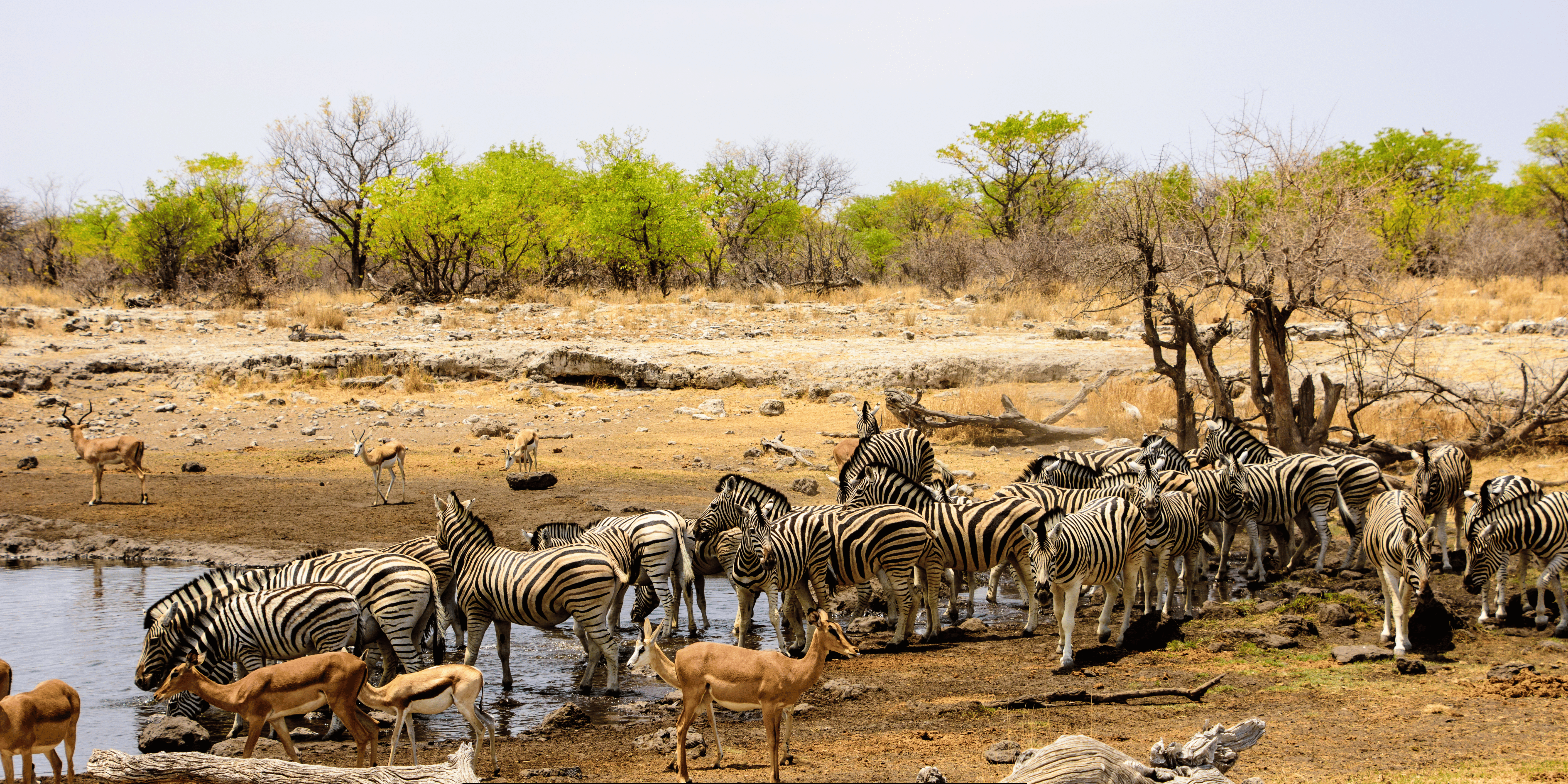 Wildlife Viewing