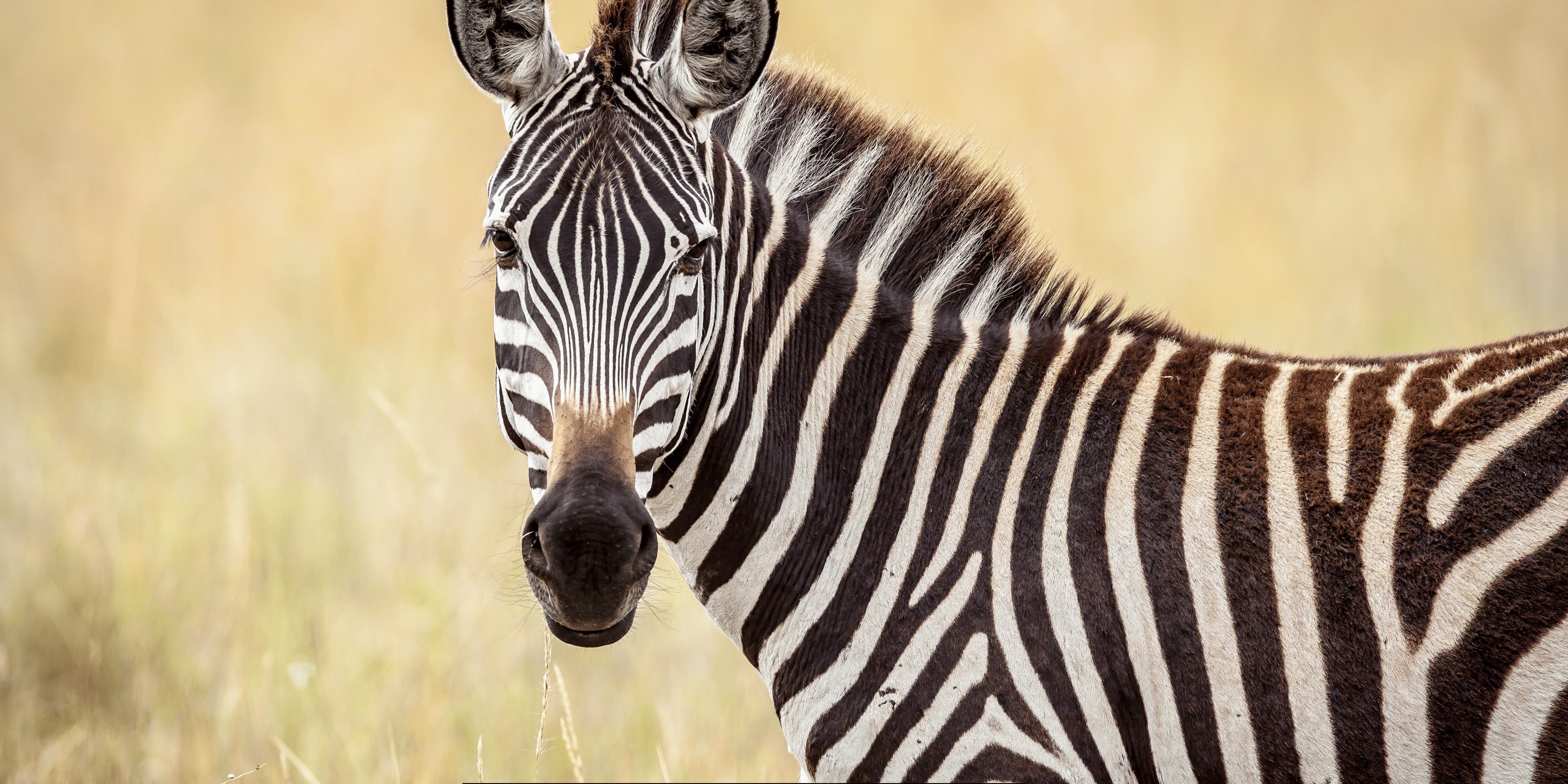 Zebras