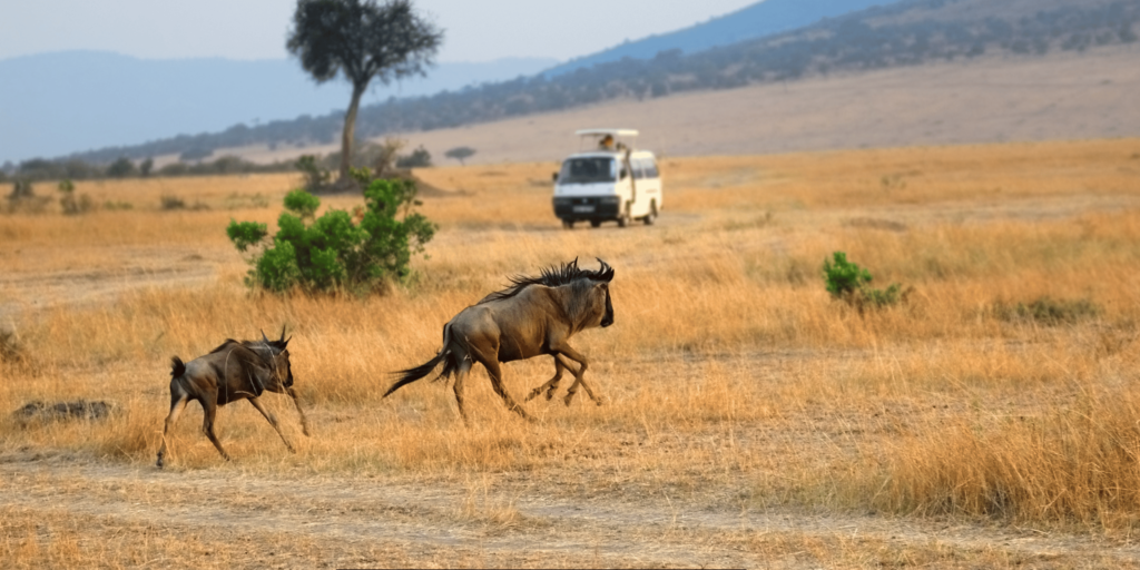 animals in Masai Mara