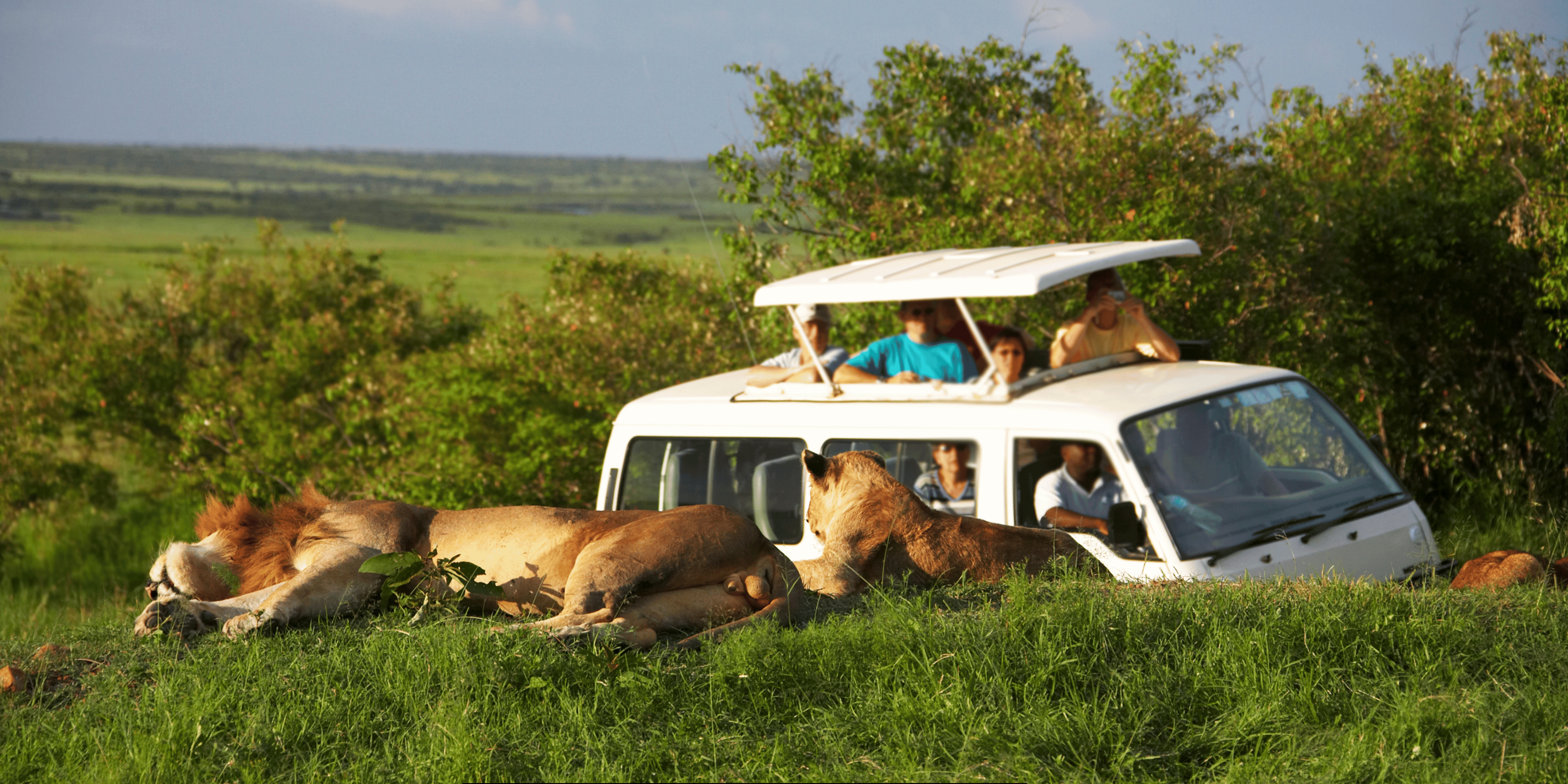 safari Crowds