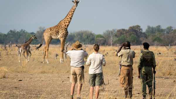 What to know before your first African safari